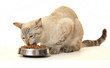 Cat eat dry food. Cat eat dry food.