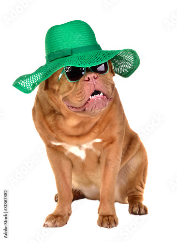 Photo: Smiling lady dog wearing green straw hat and sun glasses Smiling lady dog wearing green straw hat and sun glasses