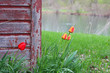 Rustic Barn with Tulips Rustic Barn with Tulips