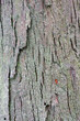 Photo: Bark Background Bark Background