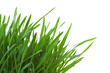 fresh spring green grass isolated on white background fresh spring green grass isolated on white background