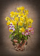 The spring arrangement of daffodils in a ceramic pot
