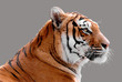 Portrait de profil d'un tigre détouré sur fond gris Portrait de profil d'un tigre détouré sur fond gris