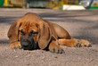 Boerboel puppy lying down Boerboel puppy lying down