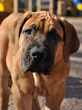 Boerboel puppy portrait Boerboel puppy portrait