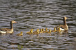 Foto: Graugans 5 Graugans 5