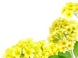 frame from primroses