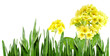 primroses in grass