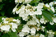 White flowers Viburnum