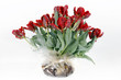 Photo: Parrot Tulips with bulbs still in a plastic bag Parrot Tulips with bulbs still in a plastic bag