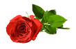 Red rose