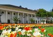 Tulpenblüte vor dem Kurhaus Baden-Baden