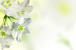 White flowers