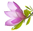 magnolia