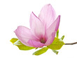 pink magnolia