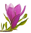 magnolia flower and bud