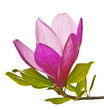 magnolia flower on white