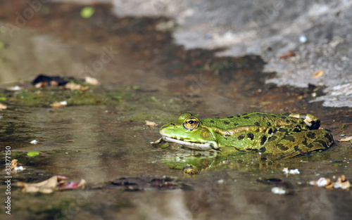 Photo : Grenouille verte - Green Frog - Rana esculenta Grenouille verte - Green Frog - Rana esculenta