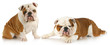 dog fight