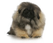 pekingese puppy