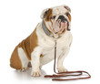 dog on a leash