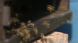 Bienenvolk