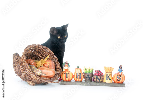 Photo: Black cat and cornucopia Black cat and cornucopia