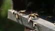 Bienenkasten