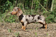 teckel arlequin de profil