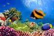 Marine life on the coral reef