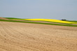 Blühendes Rapsfeld im Frühjahr