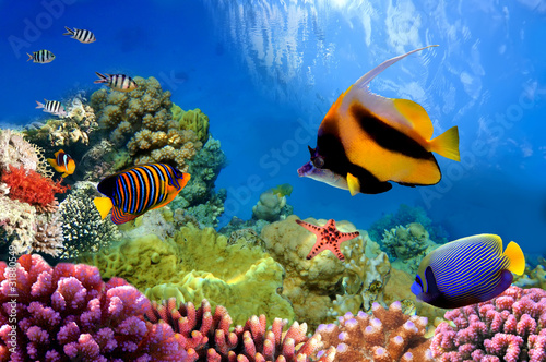 Photo: Marine life on the coral reef Marine life on the coral reef