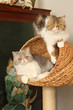 chatons exotic shorthair dans leur panier - arbre à chat