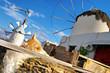 Mykonos island' windmills and cat
