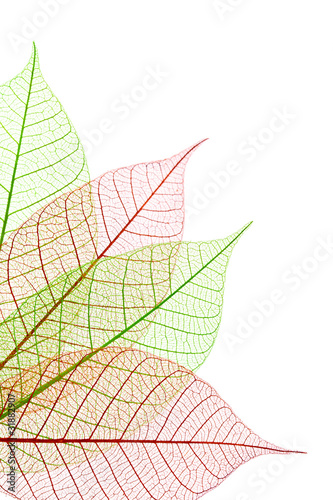 Photo: Nervures feuilles vertes et rouges Nervures feuilles vertes et rouges