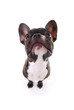Französische Bulldogge