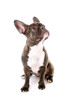 Französische Bulldogge
