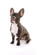 Französische Bulldogge