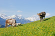 Alpenmilch
