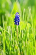 Muskari flower (Grape Hyacinth) in the grass backlit Muskari flower (Grape Hyacinth) in the grass backlit