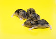 Hamster Litter Hamster Litter