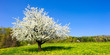 Single blossoming tree in spring on rural meadow