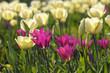 Tulpenbeet im Sonnenschein