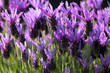 Lavendel im Gegenlicht