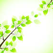 Spring background