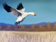 digital painting of a white snow goose in flight digital painting of a white snow goose in flight