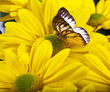 Delias sp. Butterfly