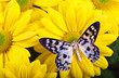 Dysphania transducta Butterfly