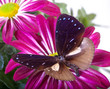 Common Crow Butterfly