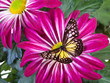 Yellow Glassy Tiger Butterfly